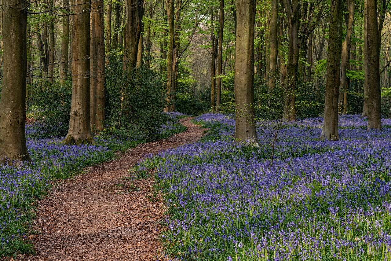 bluebells-5125870_1280